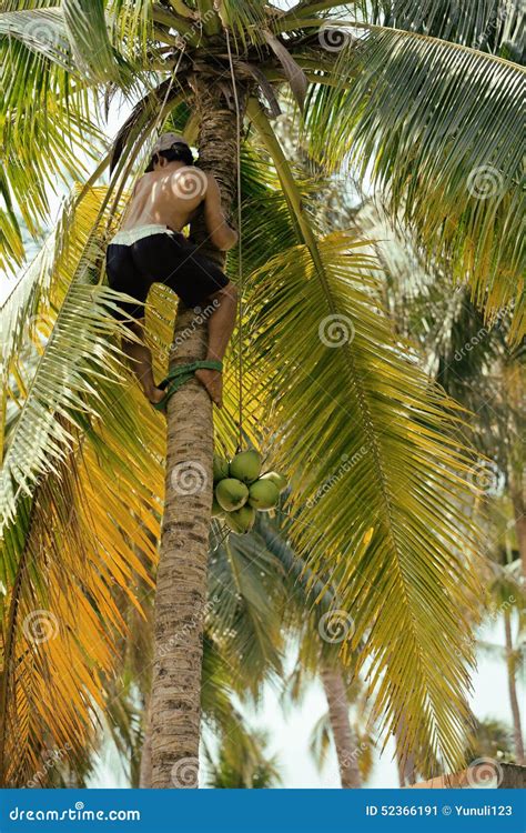 Professional Climber On Coconut Treegathering Stock Image Image Of