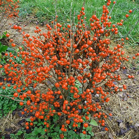 Little Goblin Orange Winterberry Holly Plant Addicts