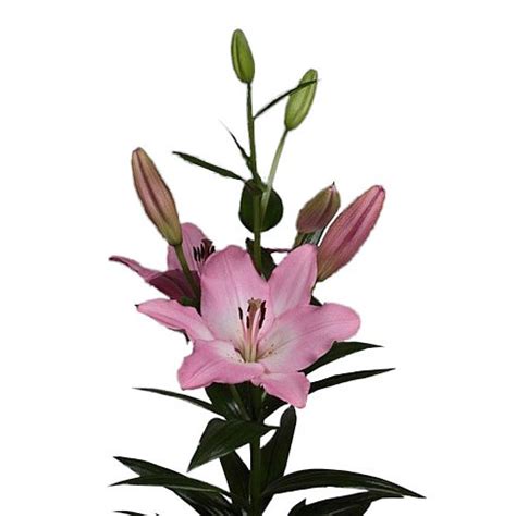 LILY LA ALBUFEIRA 90cm 4 Wholesale Dutch Flowers Florist Supplies UK