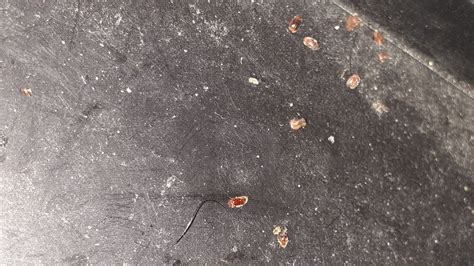 Tiny brown flying insects thriftyfun. Tiny Brown Flying Insects? | ThriftyFun