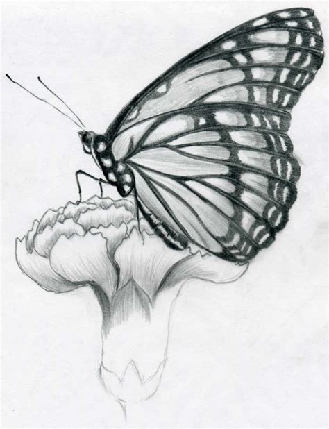 Butterflies are an amazing and colorful drawing subject. Butterfly Pencil Drawings You Can Practice