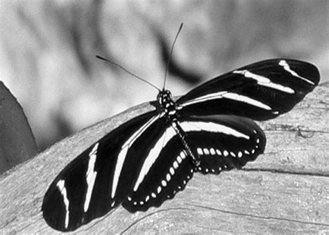 Zebra Longwing Butterfly Photograph By Rosalie Scanlon Fine Art America