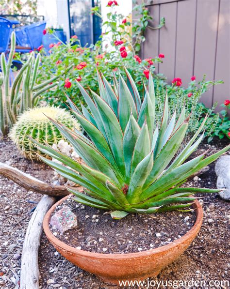 The Best Desert Plants That Grow Well In Pots References