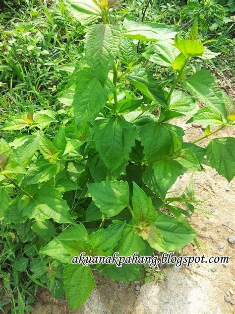 Buah letup kelambu ( lalapakon ) penawar stroke/lumpuh. POKOK KELAMBU RIMAU DAN KELAMBU BABI | AKU ANAK PAHANG