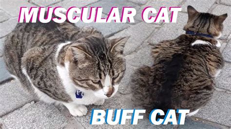 Muscular Cat Muscle Cat Muscular Cats Most Muscular Cat Muscled Cat