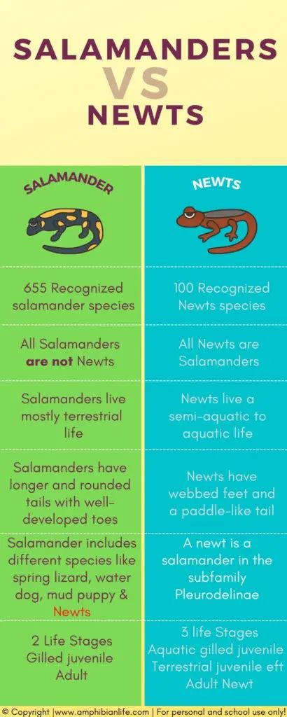 Salamanders Vs Newts Comparison How Do They Differ Amphibian Life