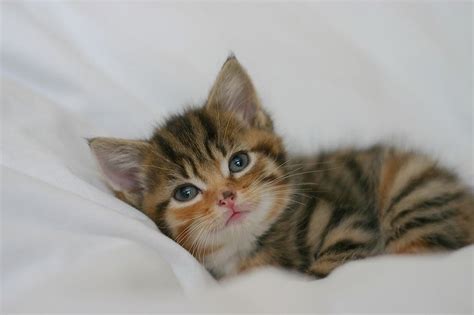 Badass cat names for your ferocious feline. 231 Cute Cat Names - Adorable Cat Names for Boy & Girl Kittens