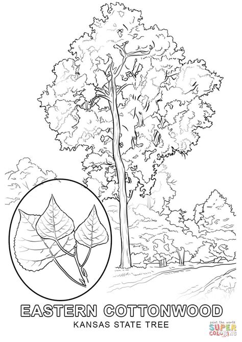 The kansas state bird is the western meadowlark. Kansas State Tree coloring page | Free Printable Coloring ...