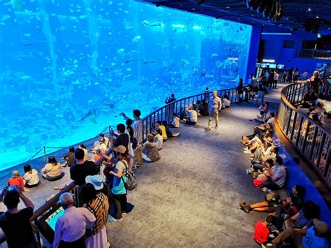 Our Sea Aquarium Singapore Reviews And How To Go Guide