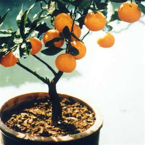 Easy to peel with a rich orange/deep red pulp, the satsuma fruit has a sweet, slightly tart taste and captivating aroma. 30Pcs Edible Fruit Mandarin Bonsai Tree Seeds Citrus Seeds ...