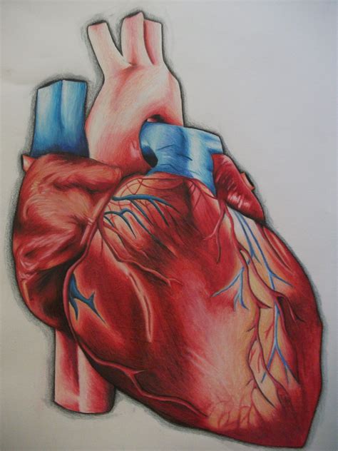 Color Pencil Human Heart Colored Pencils Art Human Heart