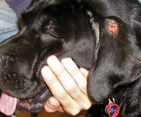 Treatment And Management Of Allergic Dermatitis In Cats And Dogs Vet