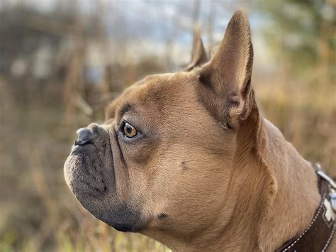 French Bulldog Dog Portrait Animal Portrait Loyal Friend Face