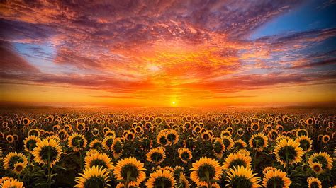 Beautiful Yellow Sunflowers Field During Sunset Under Black Yellow