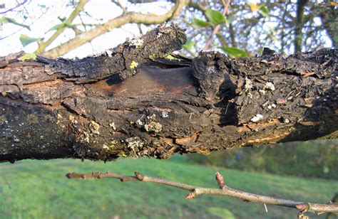 First Report Of Diplodia Bulgarica Causing Black Canker On Apple Malus