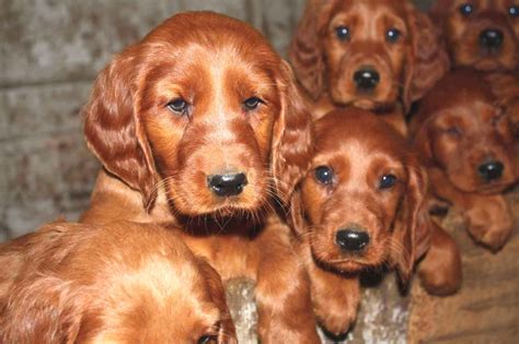 About Dog Irish Setter: Is Your Irish Setter Potty Trained Enough?