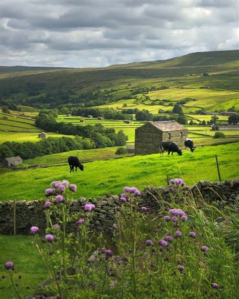 Pastoral Yorkshire Dales England English Countryside Yorkshire