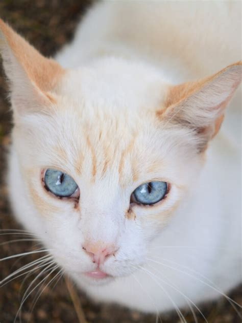 Flame Point Siamese Story The Discerning Cat