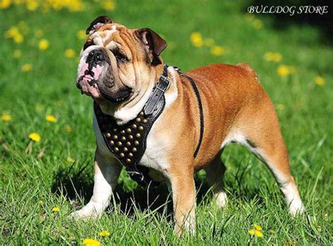 English bulldog puppies rescue in uk. English Bulldog: Breed Characteristics and Care : English ...