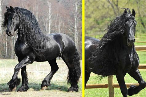 Meet Frederik, The Most Beautiful Horse In The World | Medium