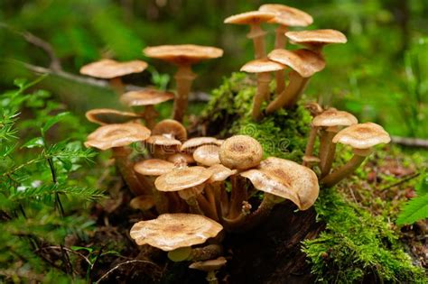 Honey Edible Mushrooms Stock Photo Image Of Mushrooms