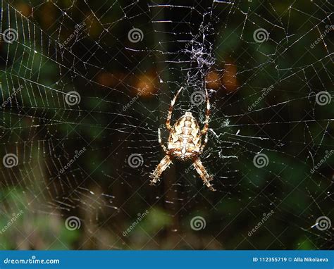 Insect Spider Hanging In A Web Stock Image Image Of Back Life 112355719