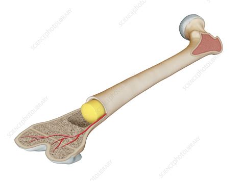 Bone Marrow In A Femur Illustration Stock Image C0475439