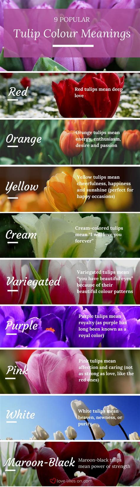Infographic 9 Popular Tulip Colour Meanings Learn Tulip Colour