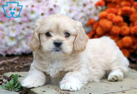 Interestingly, all shih tzus today are bred from just 14 of those original dogs. Charlie | Shih Tzu Mix Puppy For Sale | Keystone Puppies