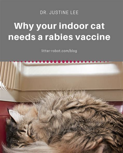 Why Your Indoor Cat Needs A Rabies Vaccine Litter Robot