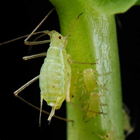 Identifying and Eliminating Common Houseplant Pests - Garden & Greenhouse