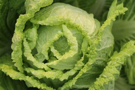 Napa cabbage also known as chinese cabbage is an annual, cool season vegetable growing up to 18 inches tall and wide. The Ultimate Guide for Growing Chinese Cabbage - Garden ...