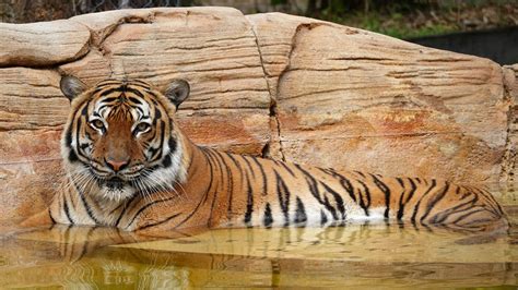 Endangered Tiger Shot By Police At Florida Zoo After Attack Npr