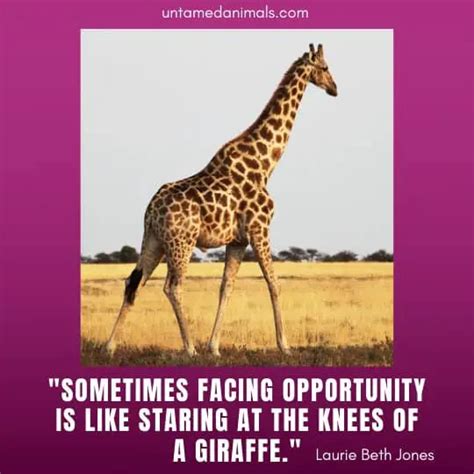 Giraffe Quotes Untamedanimals