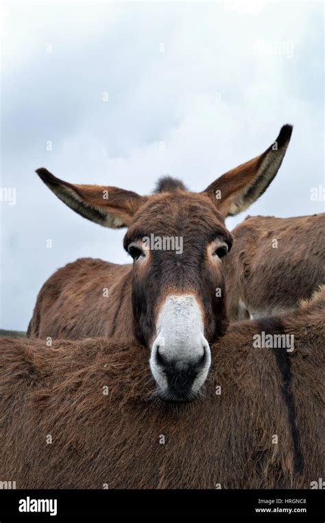 A Donkey Herd In Normandy France Stock Photo Alamy