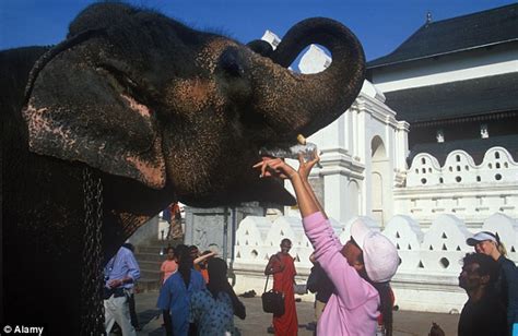 Sacred Elephants Put On Diet At Indian Temple After Offerings See Them