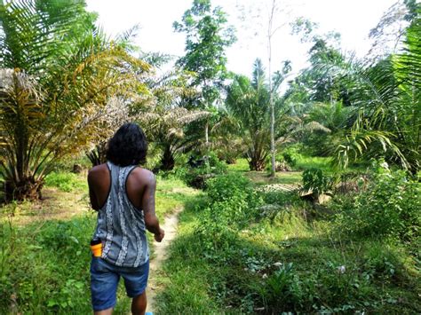 The oil is a 100% natural refinery product from the lawang tree (paramao) without any mixture. A visit to the batcave at Bukit Lawang, Indonesia - Safe ...
