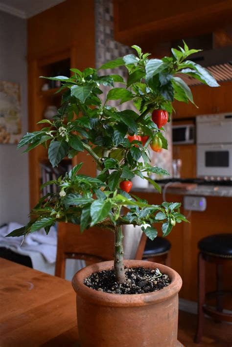 While you can start most of these from seed, you won't be harvesting fruit any time soon. What indoor bonsai or small fruit trees can we grow ...