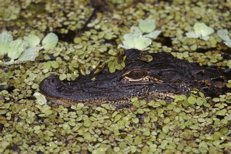 Alligator Corkscrew Swamp Photo Muskrats Photos Photos At