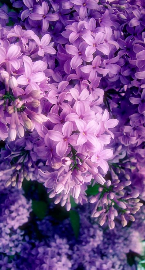 Pin By Jarethgking On Flowers And Foliage Purple Flowers Wallpaper