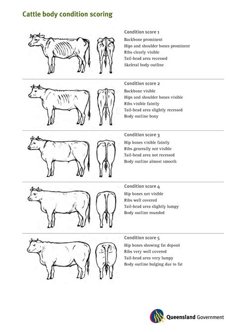 It was developed in the early 1980s by don henneke at texas a&m university with the goal of creating a universal scale to assess horses' bodyweight. LAS Lab 2 - Nerve Blocks - Procedure for Nerve Blocking in ...