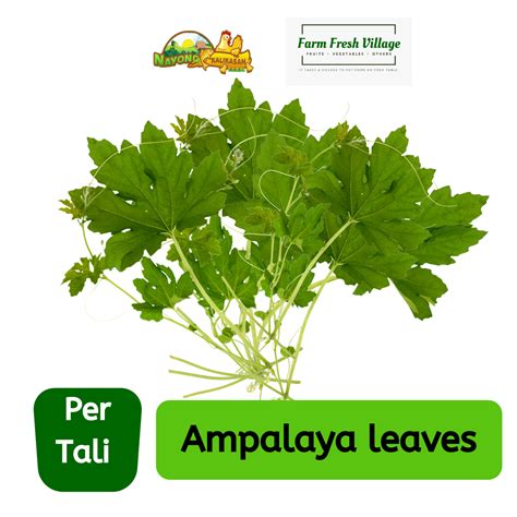 Ampalaya Leaf Ubicaciondepersonas Cdmx Gob Mx