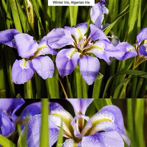 How To Grow Winter Iris Plants Photo