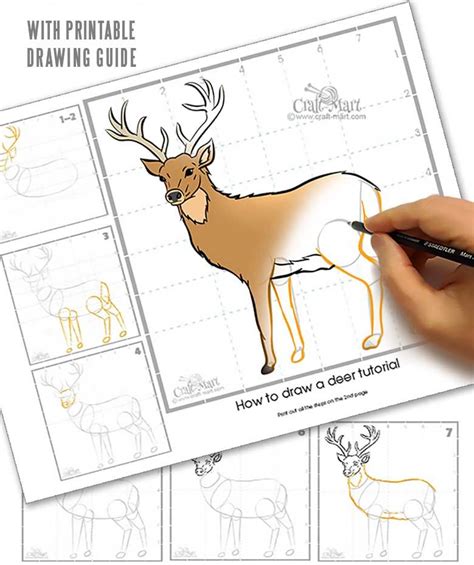 Drawing A Deer In 10 Steps Easy Tutorial In 2022 Drawings Deer