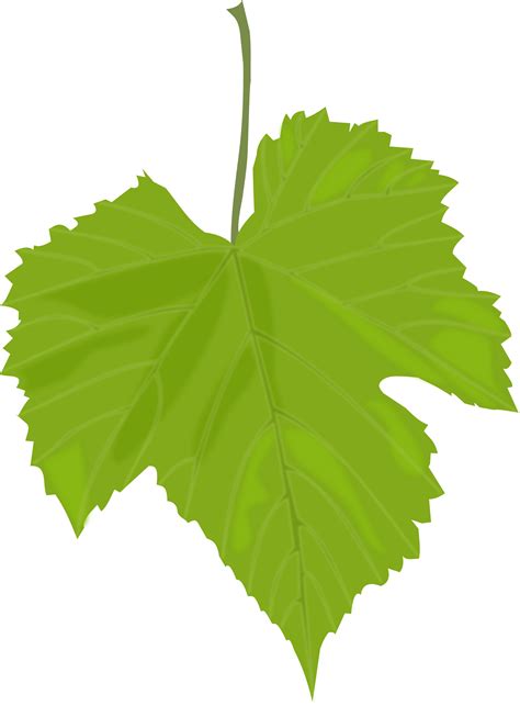 Free Green Leaf Transparent Background Download Free Green Leaf