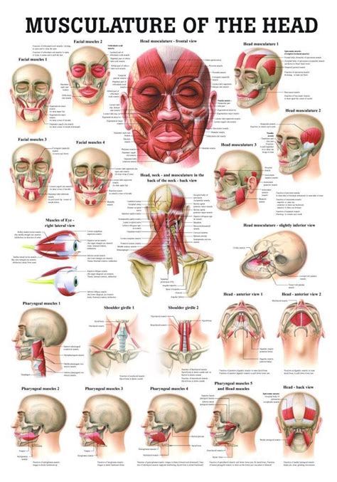 Muscles Of The Head Laminated Anatomy Chart Head Muscles Human Body