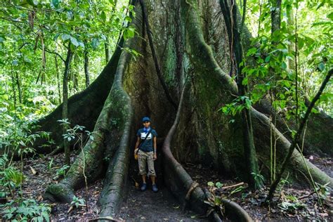 The Amazonian Forest Guiana