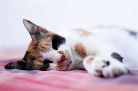 Cats' sleeping positions can reveal a lot about their personality, health and how they are feeling. Cat sleeping positions and what do they mean - Dogalize