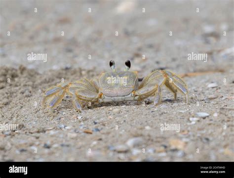 Atlantic Ghost Crab Ocypode Quadrata On The Beach Stock Photo Alamy