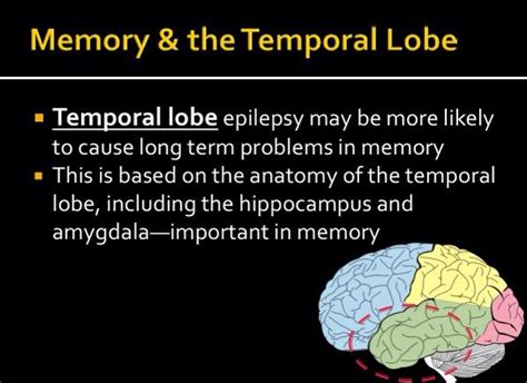 Memory And The Temporal Lobe Temporal Lobe Epilepsy Epilepsy Chronic